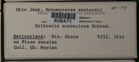 Cribraria aurantiaca image